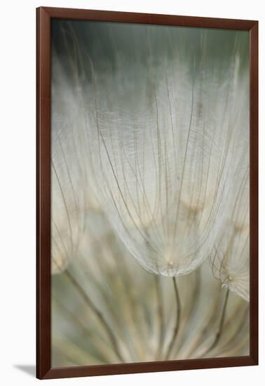 Macro Dandelion III-Renée Stramel-Framed Photographic Print