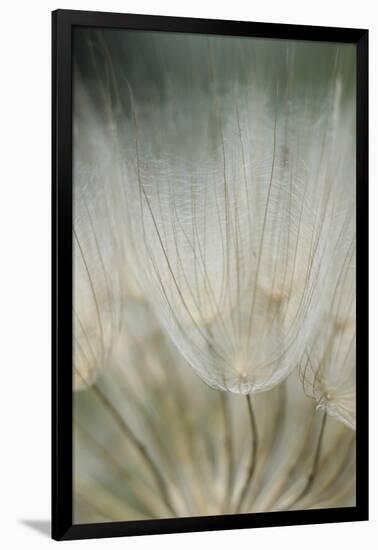 Macro Dandelion III-Renée Stramel-Framed Photographic Print