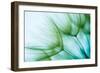 Macro Dandelion Seed-Jasmina007-Framed Photographic Print