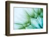 Macro Dandelion Seed-Jasmina007-Framed Photographic Print