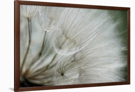 Macro Dandelion VI-Renée Stramel-Framed Photographic Print