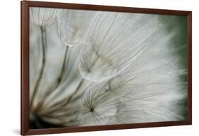 Macro Dandelion VI-Renée Stramel-Framed Photographic Print