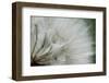 Macro Dandelion VI-Renée Stramel-Framed Photographic Print