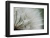 Macro Dandelion VI-Renée Stramel-Framed Photographic Print