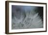 Macro Dandelion VII-Renée Stramel-Framed Photographic Print