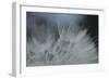 Macro Dandelion VII-Renée Stramel-Framed Photographic Print