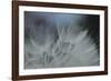 Macro Dandelion VII-Renée Stramel-Framed Photographic Print