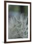 Macro Dandelion VIII-Renée Stramel-Framed Premium Photographic Print