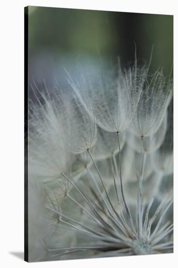 Macro Dandelion VIII-Renée Stramel-Stretched Canvas