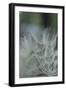 Macro Dandelion VIII-Renée Stramel-Framed Photographic Print