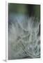 Macro Dandelion VIII-Renée Stramel-Framed Photographic Print