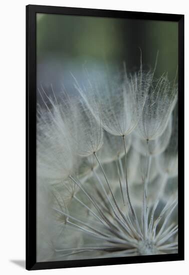 Macro Dandelion VIII-Renée Stramel-Framed Photographic Print