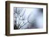 Macro Dandelion XI-Renée Stramel-Framed Photographic Print