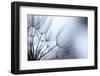 Macro Dandelion XI-Renée Stramel-Framed Photographic Print