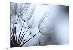 Macro Dandelion XI-Renée Stramel-Framed Photographic Print