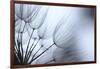 Macro Dandelion XI-Renée Stramel-Framed Photographic Print