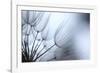 Macro Dandelion XI-Renée Stramel-Framed Photographic Print