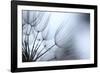 Macro Dandelion XI-Renée Stramel-Framed Photographic Print