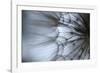 Macro Dandelion XII-Renée Stramel-Framed Photographic Print