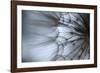 Macro Dandelion XII-Renée Stramel-Framed Photographic Print