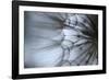 Macro Dandelion XII-Renée Stramel-Framed Photographic Print