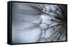 Macro Dandelion XII-Renée Stramel-Framed Stretched Canvas