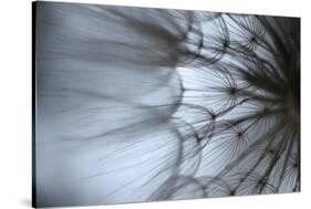 Macro Dandelion XII-Renée Stramel-Stretched Canvas