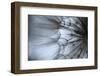 Macro Dandelion XII-Renée Stramel-Framed Photographic Print