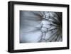 Macro Dandelion XII-Renée Stramel-Framed Photographic Print