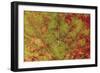 Macro Detail and Veins of an Autumn Leaf-Ehrman Photographic-Framed Photographic Print