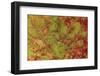 Macro Detail and Veins of an Autumn Leaf-Ehrman Photographic-Framed Photographic Print
