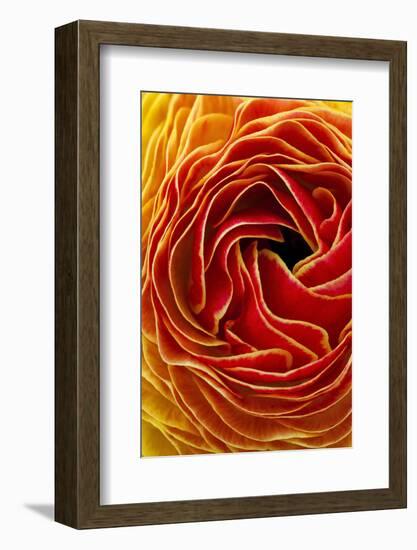 Macro Flower Abstract at Flower Fields in Carlsbad, Ca-Andrew Shoemaker-Framed Photographic Print