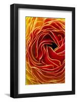 Macro Flower Abstract at Flower Fields in Carlsbad, Ca-Andrew Shoemaker-Framed Photographic Print