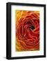 Macro Flower Abstract at Flower Fields in Carlsbad, Ca-Andrew Shoemaker-Framed Photographic Print