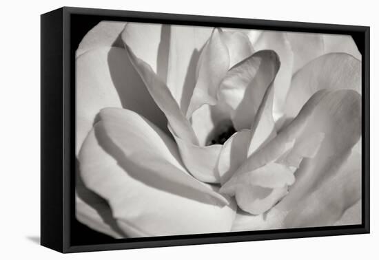 Macro Flower I-Brian Moore-Framed Stretched Canvas