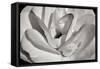 Macro Flower I-Brian Moore-Framed Stretched Canvas