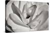 Macro Flower I-Brian Moore-Stretched Canvas