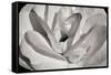 Macro Flower I-Brian Moore-Framed Stretched Canvas