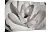 Macro Flower I-Brian Moore-Mounted Photographic Print