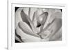 Macro Flower I-Brian Moore-Framed Photographic Print