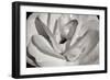 Macro Flower I-Brian Moore-Framed Photographic Print