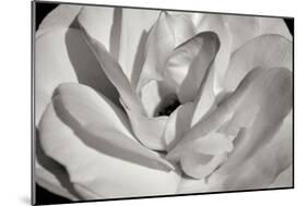 Macro Flower I-Brian Moore-Mounted Photographic Print