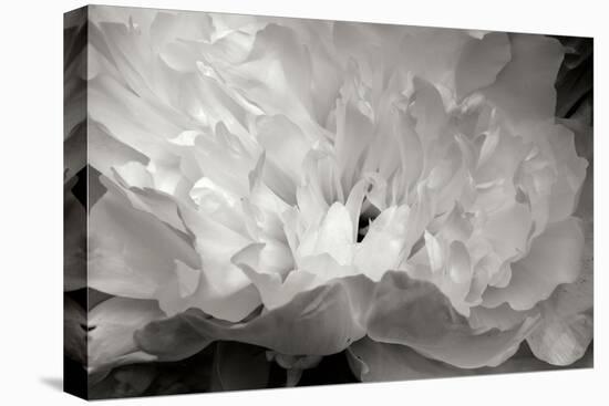 Macro Flower II-Brian Moore-Stretched Canvas