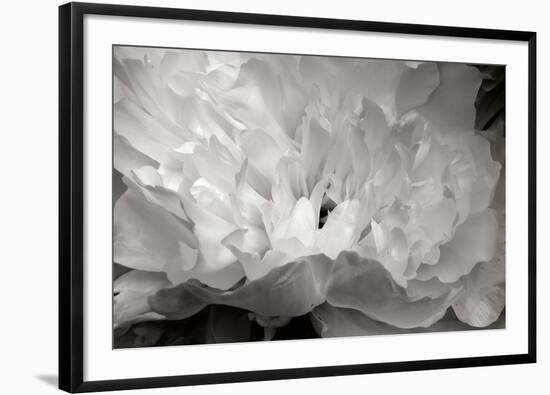 Macro Flower II-Brian Moore-Framed Premium Photographic Print