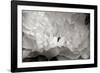 Macro Flower II-Brian Moore-Framed Premium Photographic Print