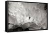 Macro Flower II-Brian Moore-Framed Stretched Canvas