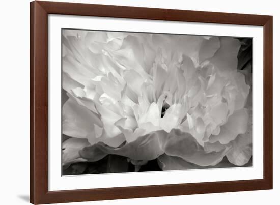 Macro Flower II-Brian Moore-Framed Photographic Print