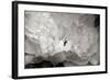 Macro Flower II-Brian Moore-Framed Photographic Print