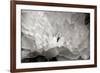 Macro Flower II-Brian Moore-Framed Photographic Print