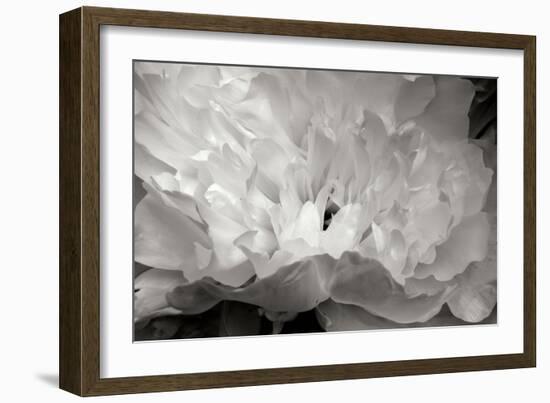 Macro Flower II-Brian Moore-Framed Photographic Print